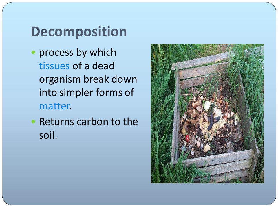 Decomposition process by which tissues of a dead organism break down into simpler forms of matter.
