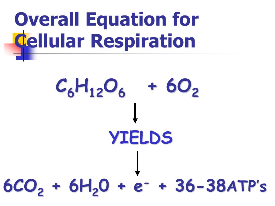 Biology 1 18 11 New Learning Targets Table Of Contents Chapter 9 39 Overall Equation For Cellular Respiration 6co 2 6h 0 E 36 38 Atp S C 6 H 12 O 6o Yields