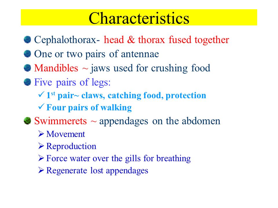 Types of Crustaceans Crabs Lobsters Shrimp Pill bug Barnacles Water fleas