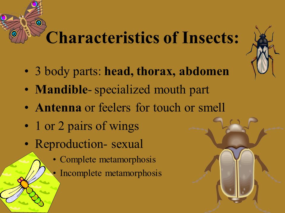 Insects: Largest class of Arthropods Most successful animals: –reproduce in mass numbers –lives in many environments