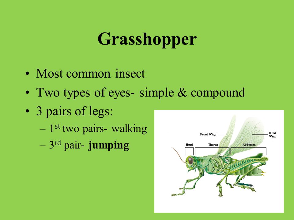 Characteristics of Insects: 3 body parts: head, thorax, abdomen Mandible- specialized mouth part Antenna or feelers for touch or smell 1 or 2 pairs of wings Reproduction- sexual Complete metamorphosis Incomplete metamorphosis