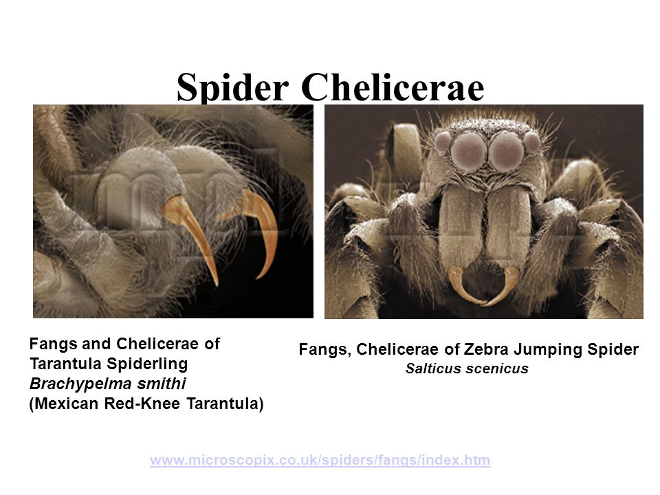 Characteristics Two body parts: –Cephalothorax: head & thorax fused together –Abdomen no antennae four pairs of legs poison glands, stingers or fangs four pairs of simple eyes