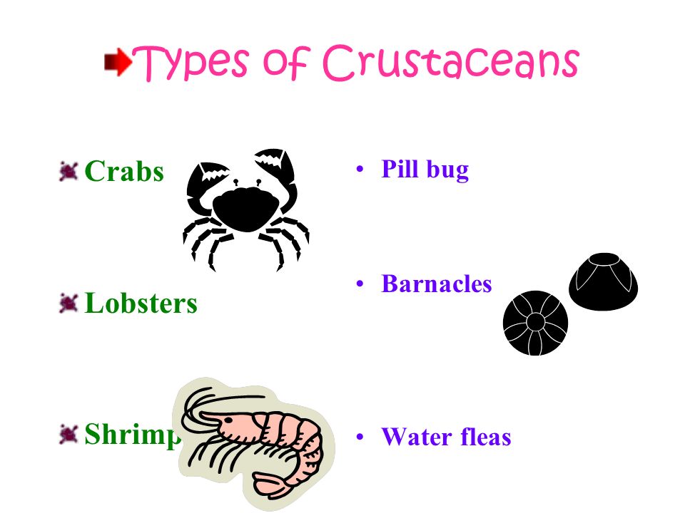 Class ~ Crustacean