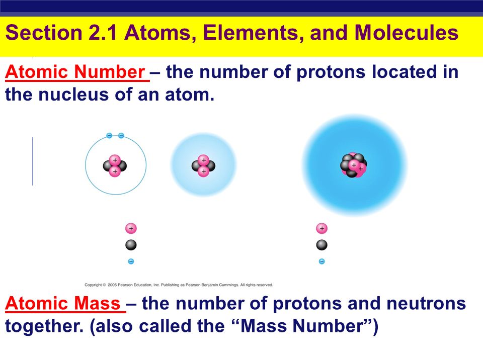 Regents Biology ProtonNeutronElectron Hydrogen 1 proton 1 electron Oxygen 8 protons 8 neutrons 8 electrons  Everything is made of matter  Matter is made of ATOMS Atoms are the smallest unit of matter