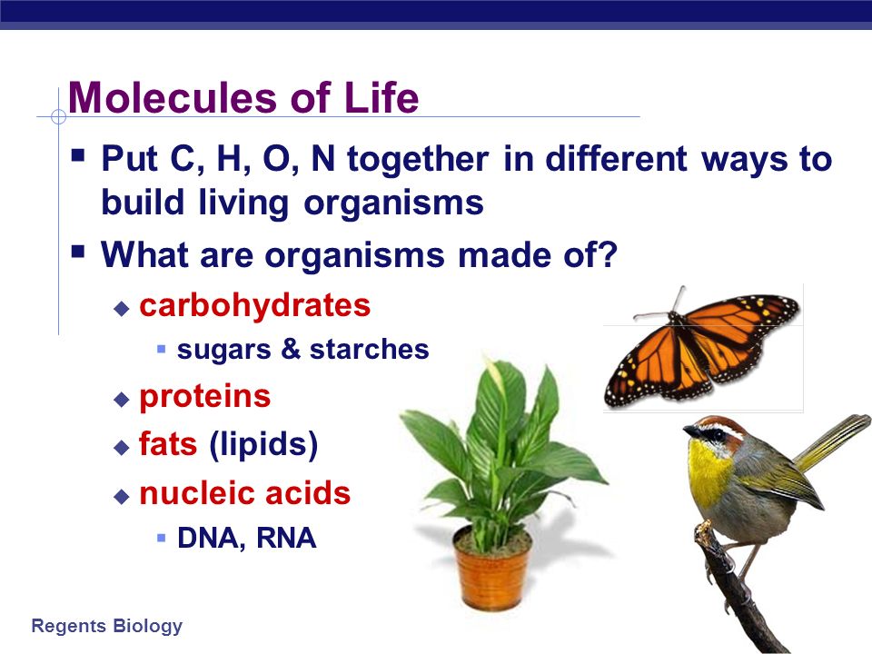 Regents Biology The World of Elements C Different kinds of atoms = elements H ON PSNa K Mg Ca