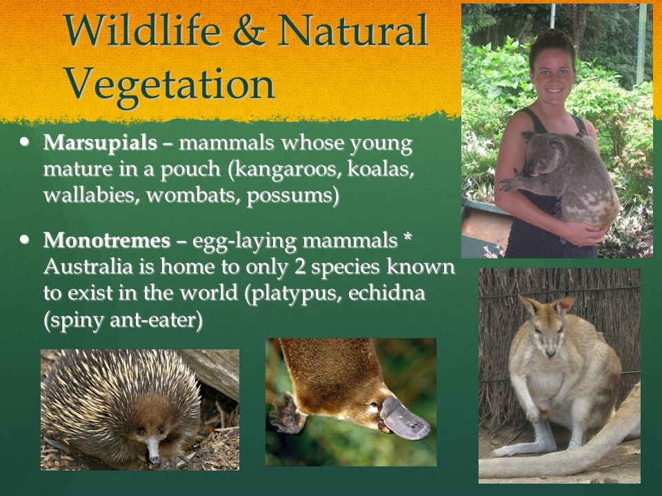 Wildlife & Natural Vegetation Marsupials – mammals whose young mature in a pouch (kangaroos, koalas, wallabies, wombats, possums) Marsupials – mammals whose young mature in a pouch (kangaroos, koalas, wallabies, wombats, possums) Monotremes – egg-laying mammals * Australia is home to only 2 species known to exist in the world (platypus, echidna (spiny ant-eater) Monotremes – egg-laying mammals * Australia is home to only 2 species known to exist in the world (platypus, echidna (spiny ant-eater)