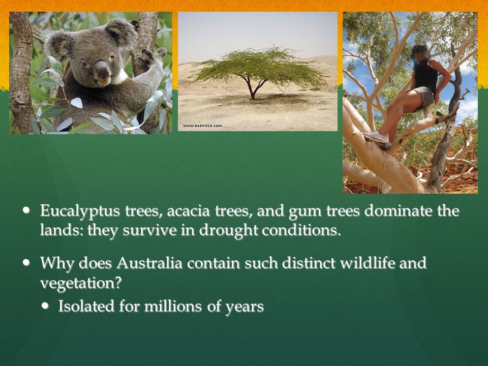 Eucalyptus trees, acacia trees, and gum trees dominate the lands: they survive in drought conditions.