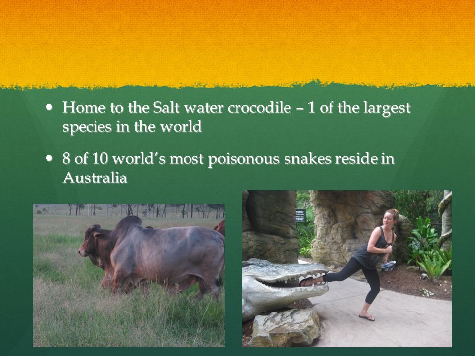 Home to the Salt water crocodile – 1 of the largest species in the world Home to the Salt water crocodile – 1 of the largest species in the world 8 of 10 world’s most poisonous snakes reside in Australia 8 of 10 world’s most poisonous snakes reside in Australia