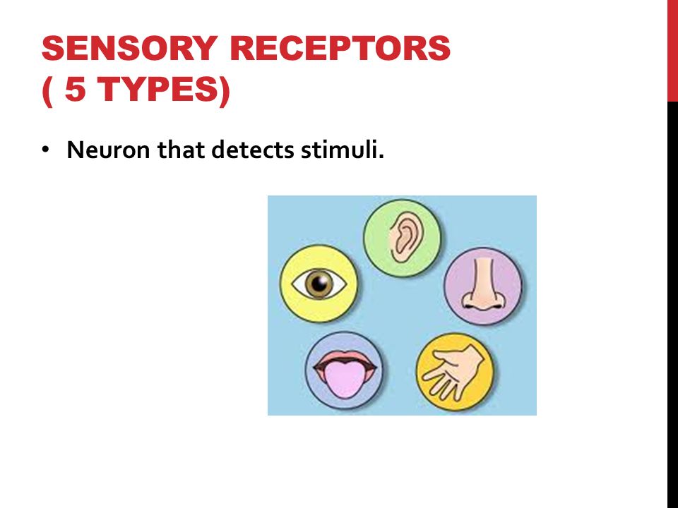 SENSORY RECEPTORS ( 5 TYPES) Neuron that detects stimuli.