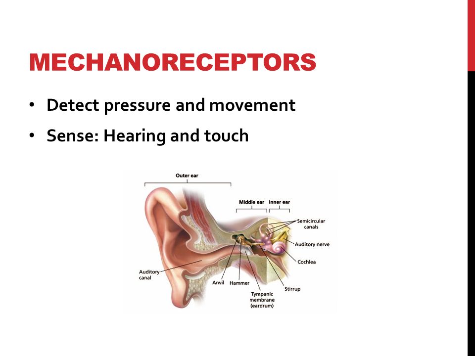 MECHANORECEPTORS Detect pressure and movement Sense: Hearing and touch