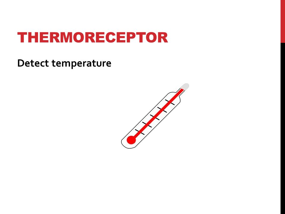 THERMORECEPTOR Detect temperature