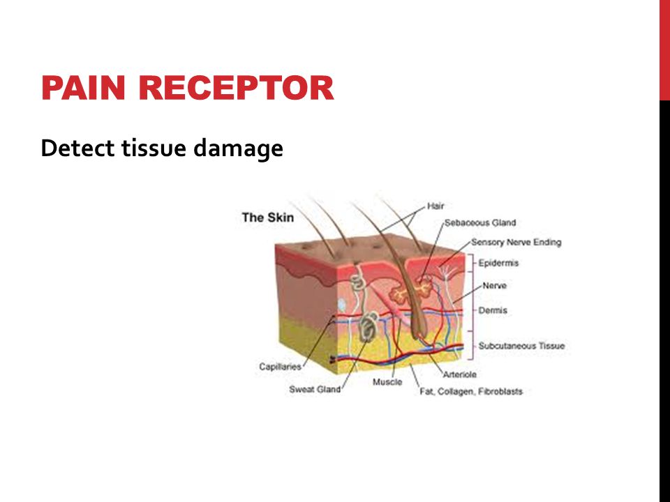 PAIN RECEPTOR Detect tissue damage