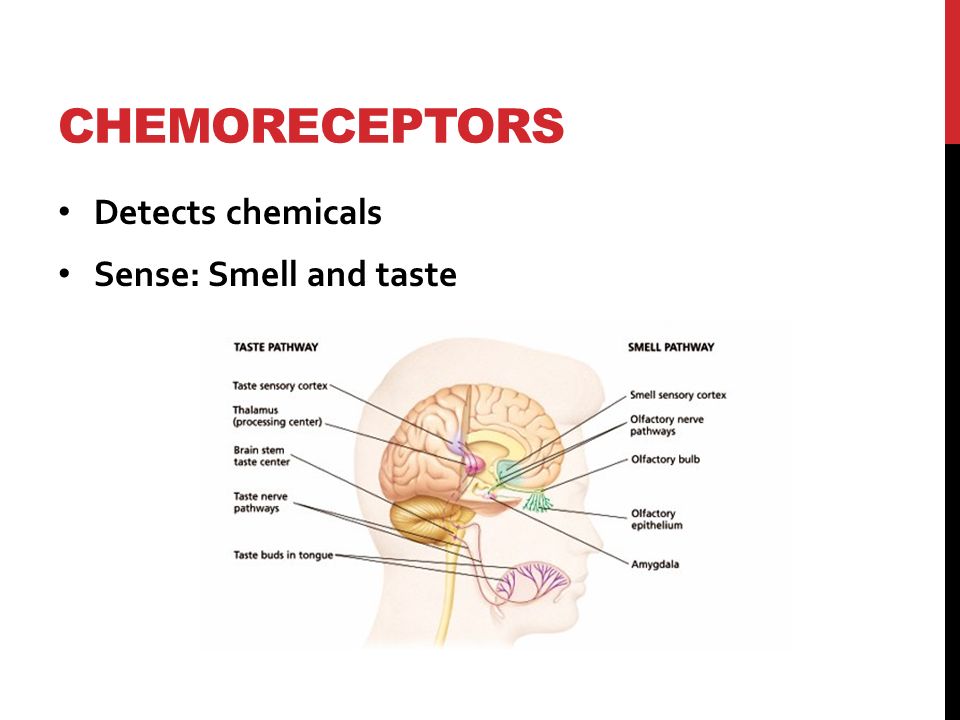 CHEMORECEPTORS Detects chemicals Sense: Smell and taste