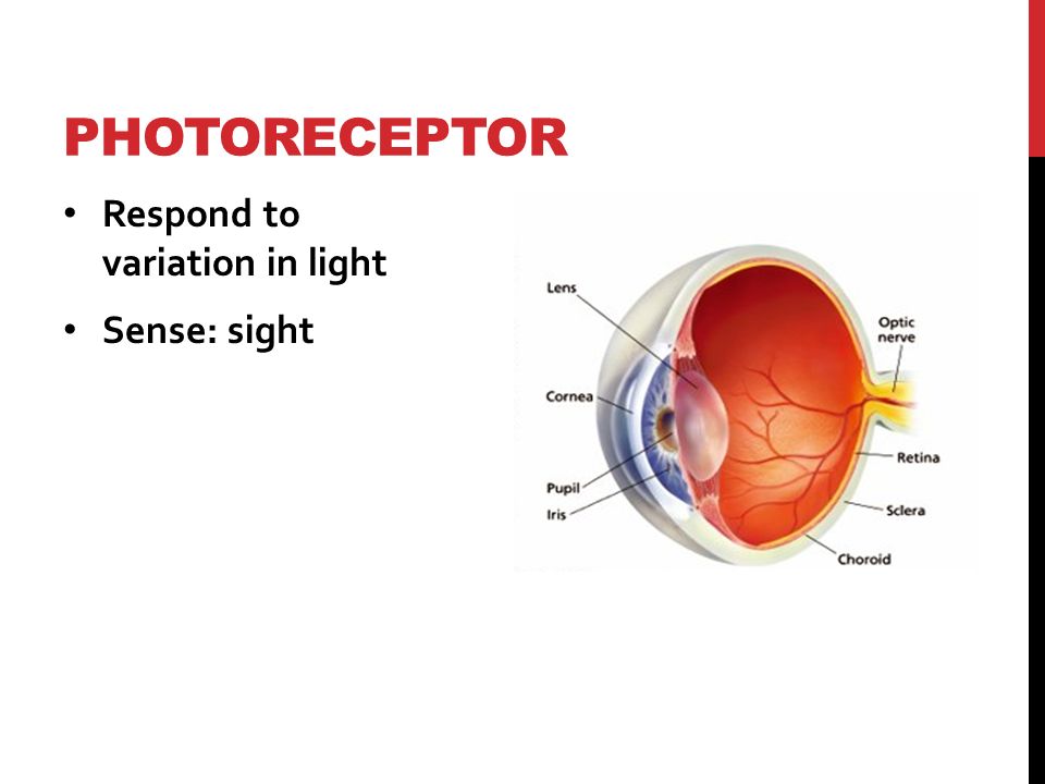 PHOTORECEPTOR Respond to variation in light Sense: sight