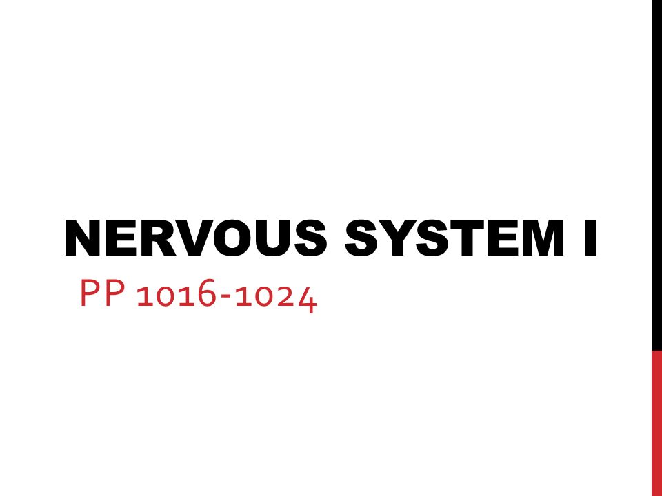 NERVOUS SYSTEM I PP