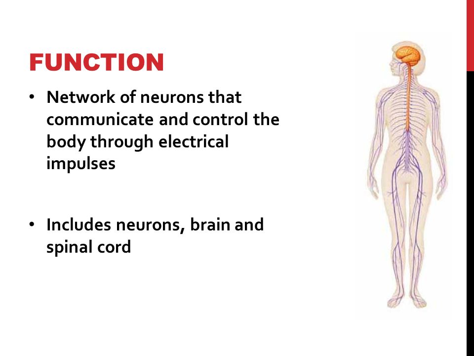 FUNCTION Network of neurons that communicate and control the body through electrical impulses Includes neurons, brain and spinal cord