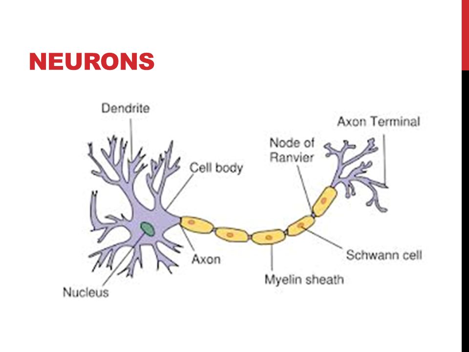 NEURONS