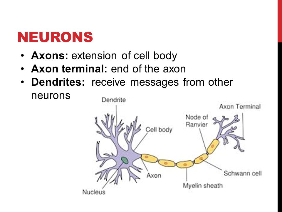 Axons: extension of cell body Axon terminal: end of the axon Dendrites: receive messages from other neurons