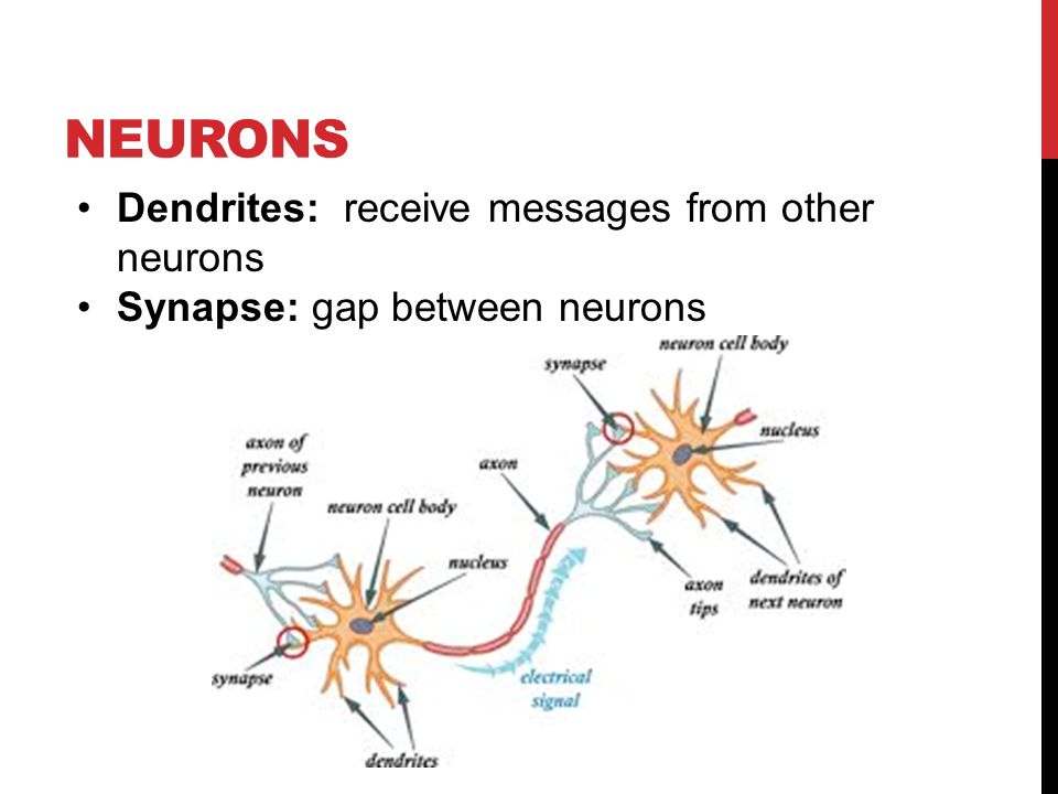 NEURONS Dendrites: receive messages from other neurons Synapse: gap between neurons