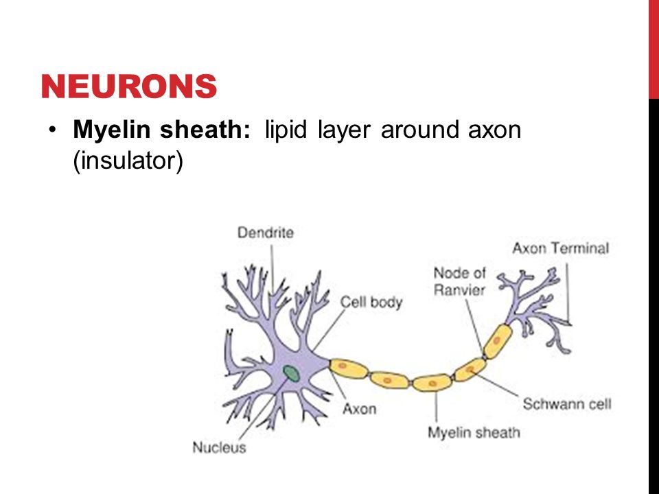 NEURONS Myelin sheath: lipid layer around axon (insulator)