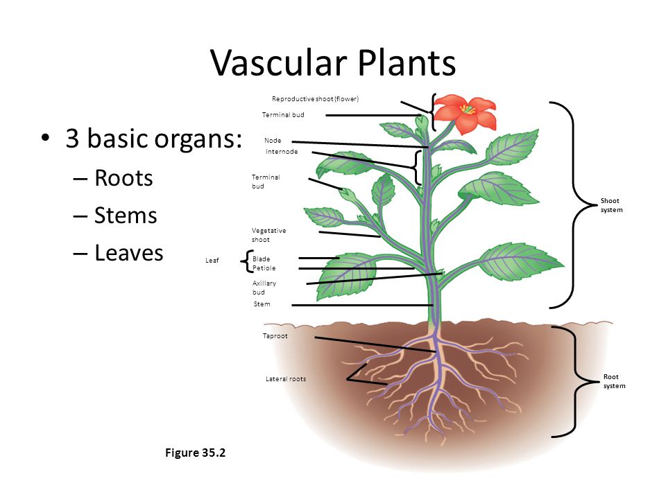 Vascular Plants 3 basic organs: – Roots – Stems – Leaves Figure 35.2 Reproductive shoot (flower) Terminal bud Node Internode Terminal bud Vegetative shoot Blade Petiole Stem Leaf Taproot Lateral roots Root system Shoot system Axillary bud