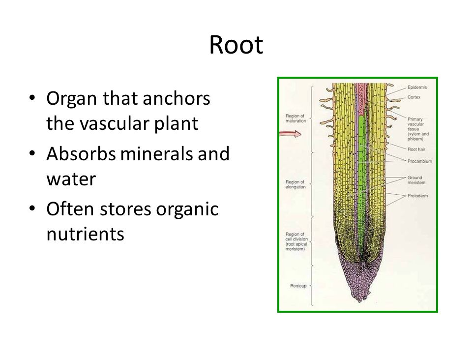 Root Organ that anchors the vascular plant Absorbs minerals and water Often stores organic nutrients