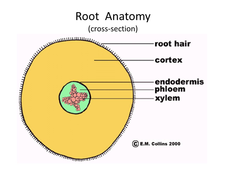 Root Anatomy (cross-section)