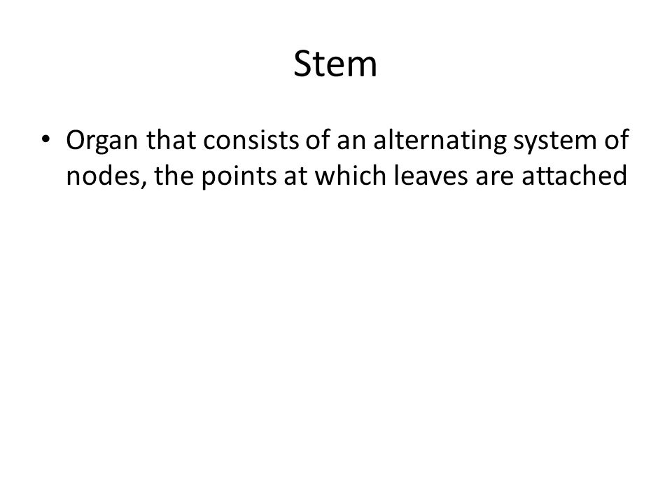 Stem Organ that consists of an alternating system of nodes, the points at which leaves are attached