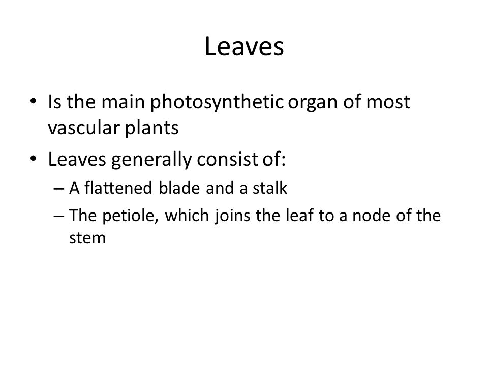 Leaves Is the main photosynthetic organ of most vascular plants Leaves generally consist of: – A flattened blade and a stalk – The petiole, which joins the leaf to a node of the stem