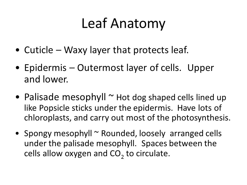 Leaf Anatomy Cuticle – Waxy layer that protects leaf.