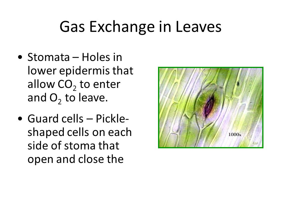 Gas Exchange in Leaves Stomata – Holes in lower epidermis that allow CO 2 to enter and O 2 to leave.