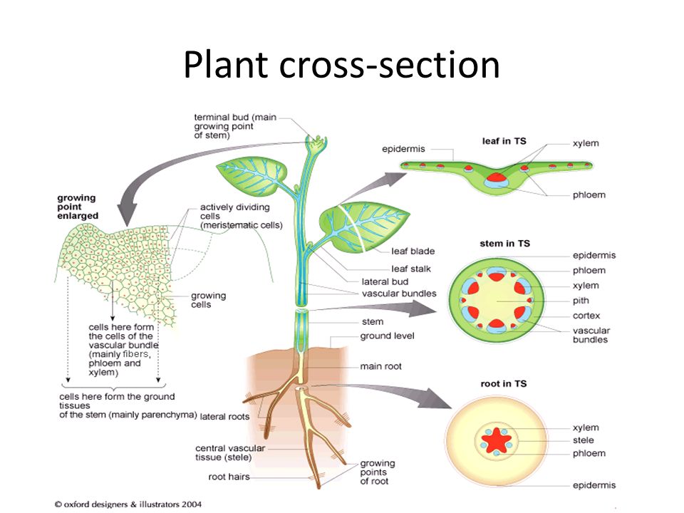 Plant cross-section