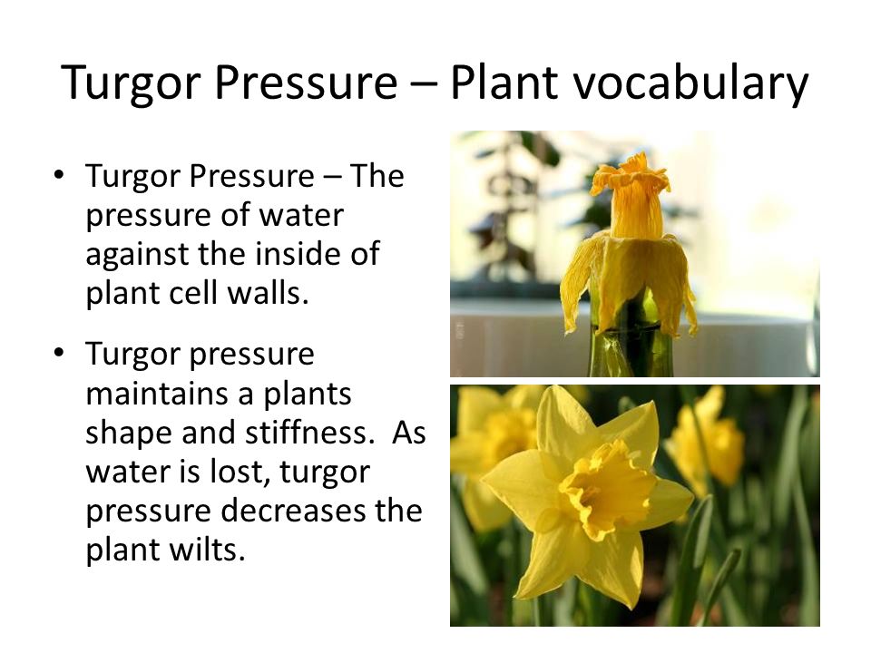 Turgor Pressure – Plant vocabulary Turgor Pressure – The pressure of water against the inside of plant cell walls.