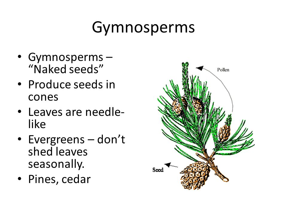 Gymnosperms Gymnosperms – Naked seeds Produce seeds in cones Leaves are needle- like Evergreens – don’t shed leaves seasonally.