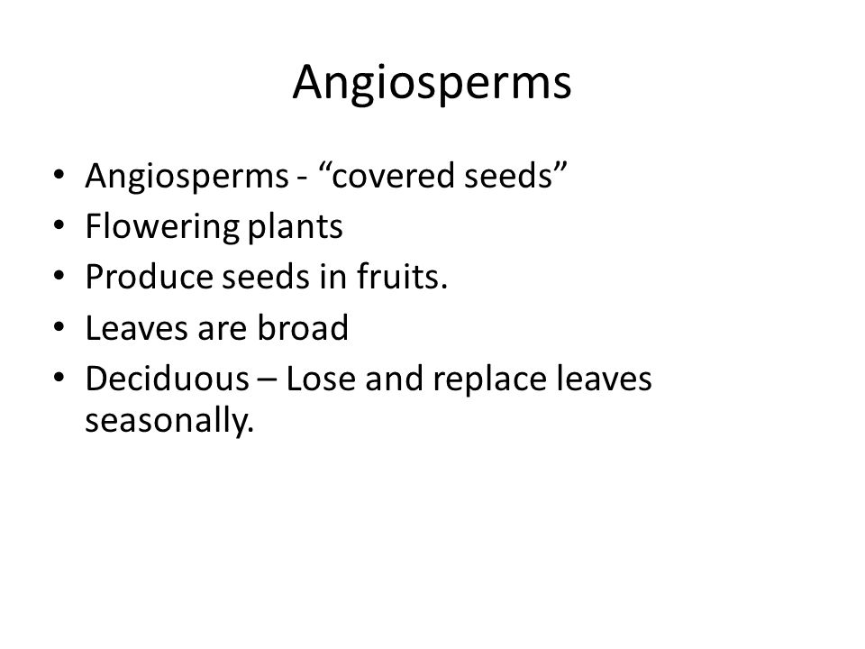 Angiosperms Angiosperms - covered seeds Flowering plants Produce seeds in fruits.