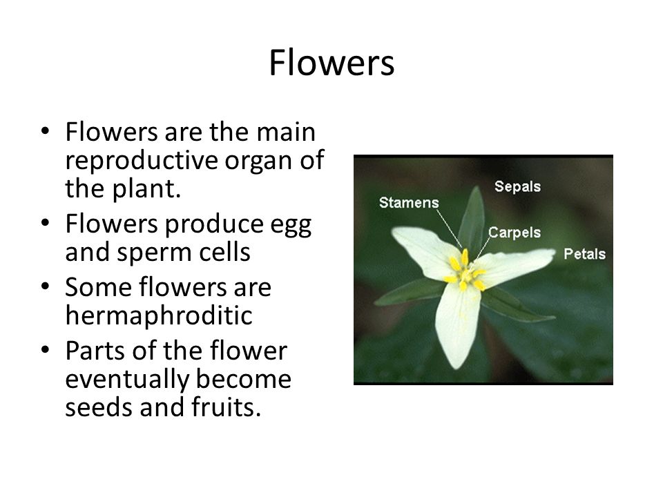 Flowers Flowers are the main reproductive organ of the plant.