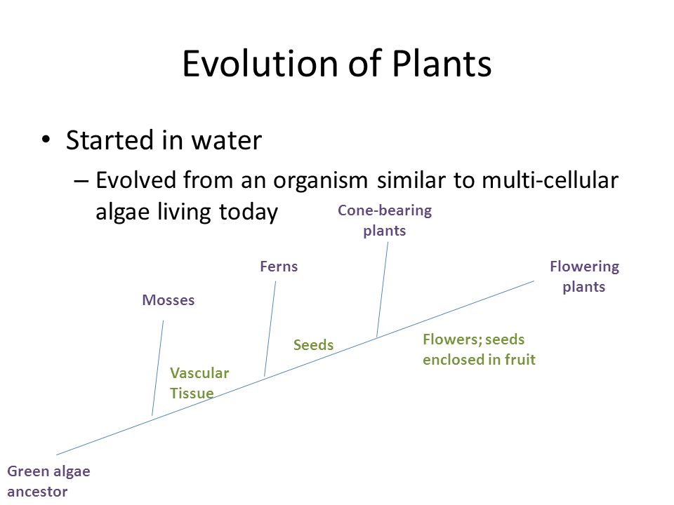 Evolution of Plants Started in water – Evolved from an organism similar to multi-cellular algae living today Mosses Ferns Cone-bearing plants Green algae ancestor Flowering plants Vascular Tissue Seeds Flowers; seeds enclosed in fruit