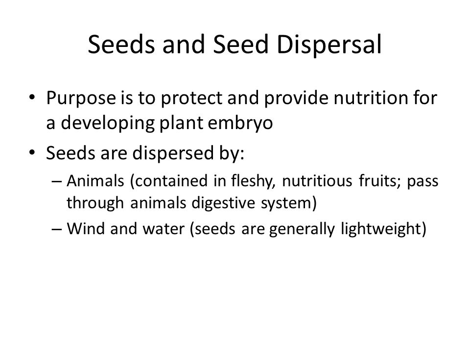 Seeds and Seed Dispersal Purpose is to protect and provide nutrition for a developing plant embryo Seeds are dispersed by: – Animals (contained in fleshy, nutritious fruits; pass through animals digestive system) – Wind and water (seeds are generally lightweight)