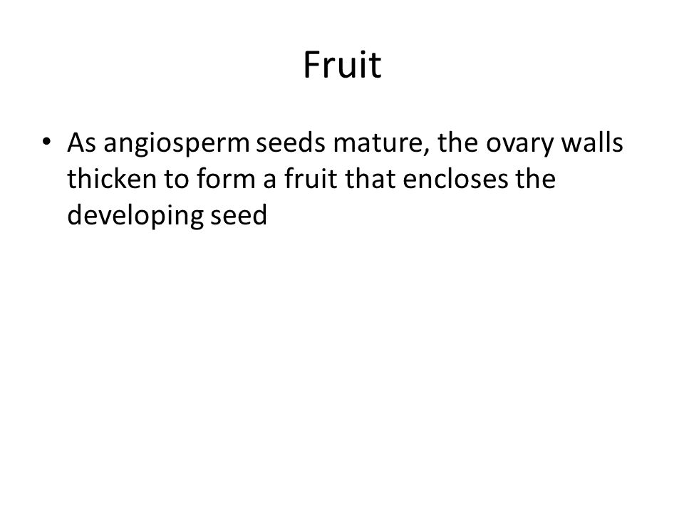 Fruit As angiosperm seeds mature, the ovary walls thicken to form a fruit that encloses the developing seed