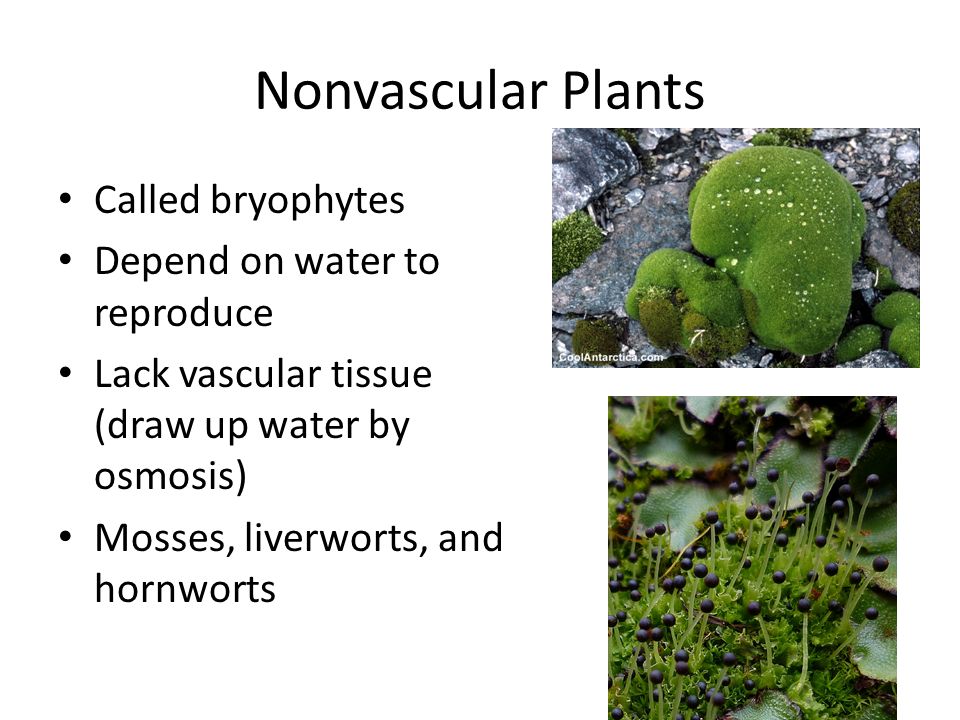 Nonvascular Plants Called bryophytes Depend on water to reproduce Lack vascular tissue (draw up water by osmosis) Mosses, liverworts, and hornworts