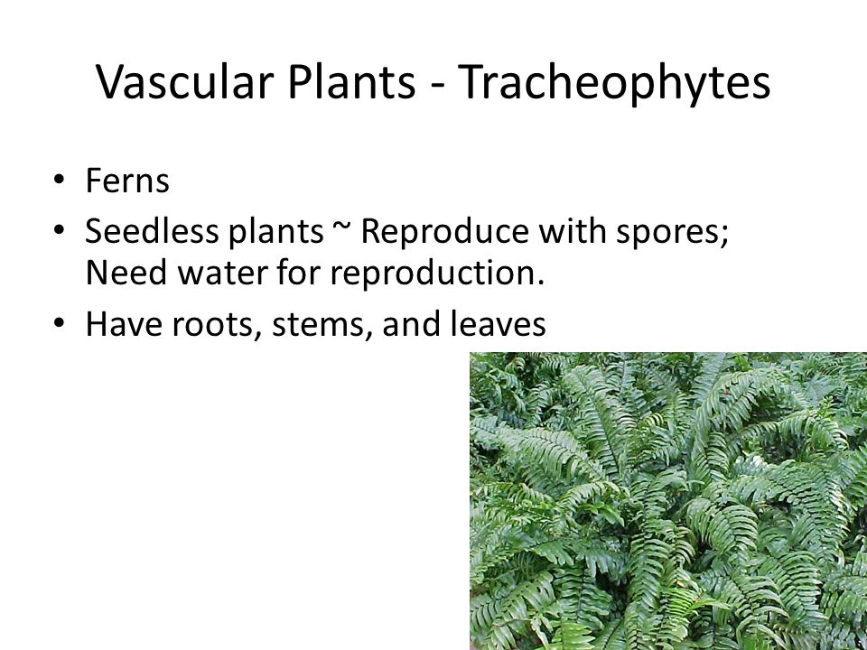 Vascular Plants - Tracheophytes Ferns Seedless plants ~ Reproduce with spores; Need water for reproduction.