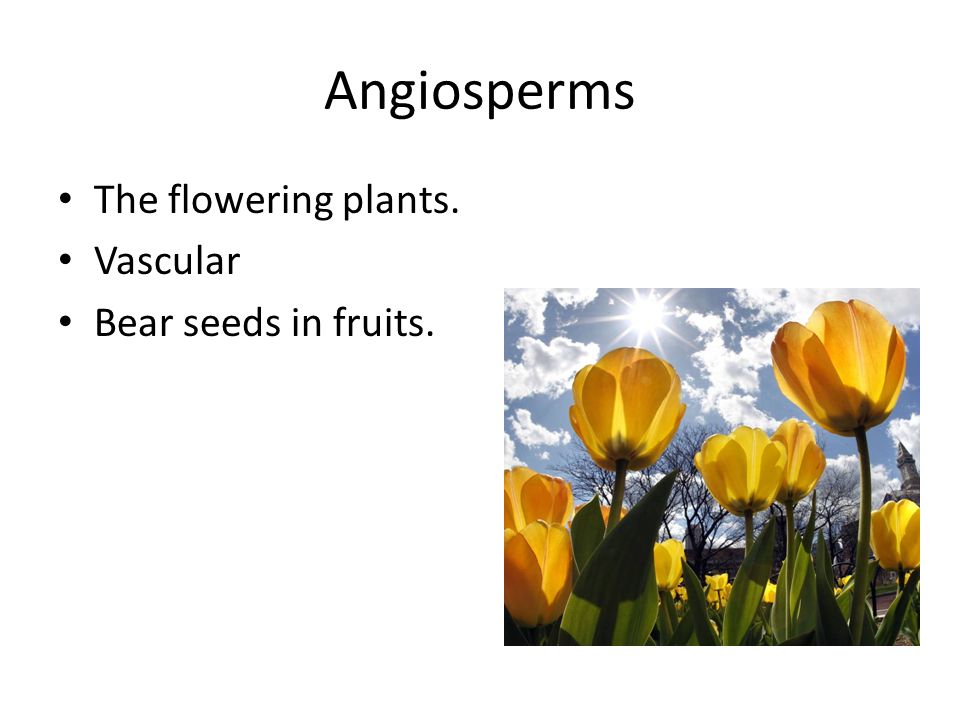 Angiosperms The flowering plants. Vascular Bear seeds in fruits.