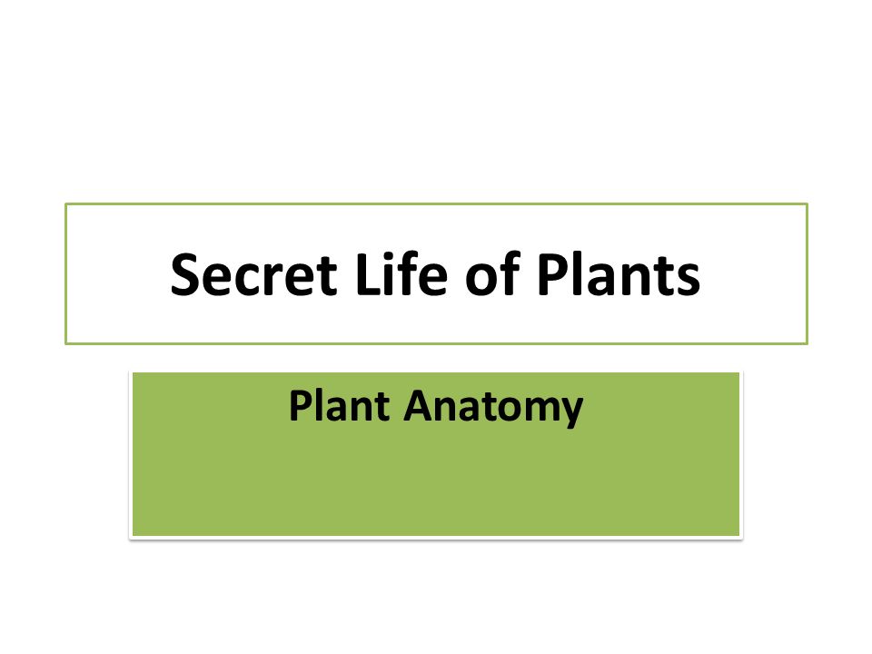 Secret Life of Plants Plant Anatomy