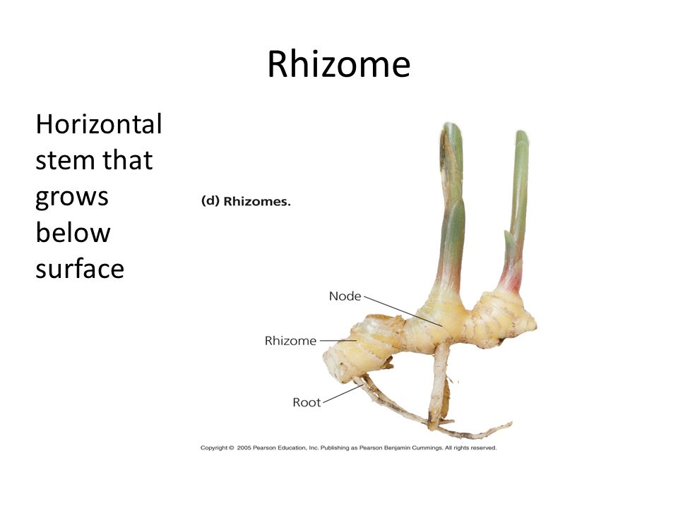 Rhizome Horizontal stem that grows below surface