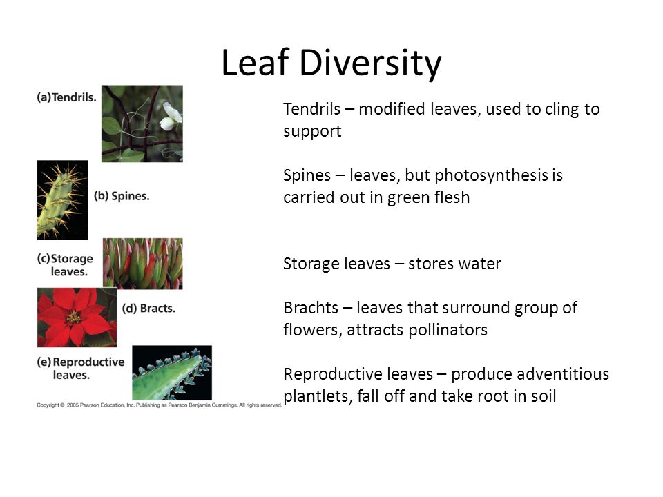 Leaf Diversity Tendrils – modified leaves, used to cling to support Spines – leaves, but photosynthesis is carried out in green flesh Storage leaves – stores water Brachts – leaves that surround group of flowers, attracts pollinators Reproductive leaves – produce adventitious plantlets, fall off and take root in soil