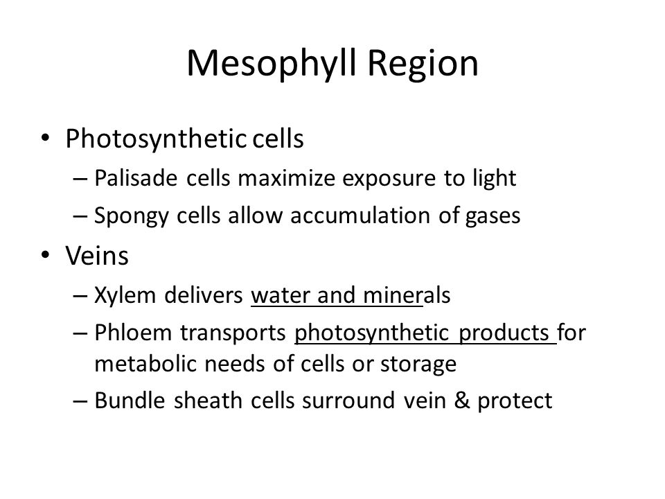 Mesophyll Region Photosynthetic cells – Palisade cells maximize exposure to light – Spongy cells allow accumulation of gases Veins – Xylem delivers water and minerals – Phloem transports photosynthetic products for metabolic needs of cells or storage – Bundle sheath cells surround vein & protect