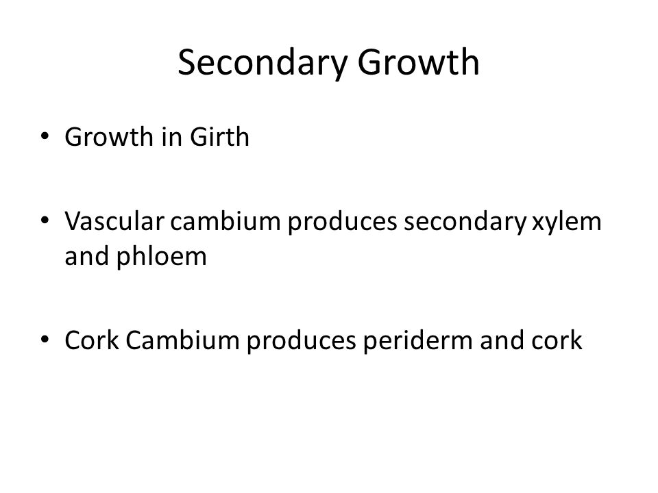 Secondary Growth Growth in Girth Vascular cambium produces secondary xylem and phloem Cork Cambium produces periderm and cork