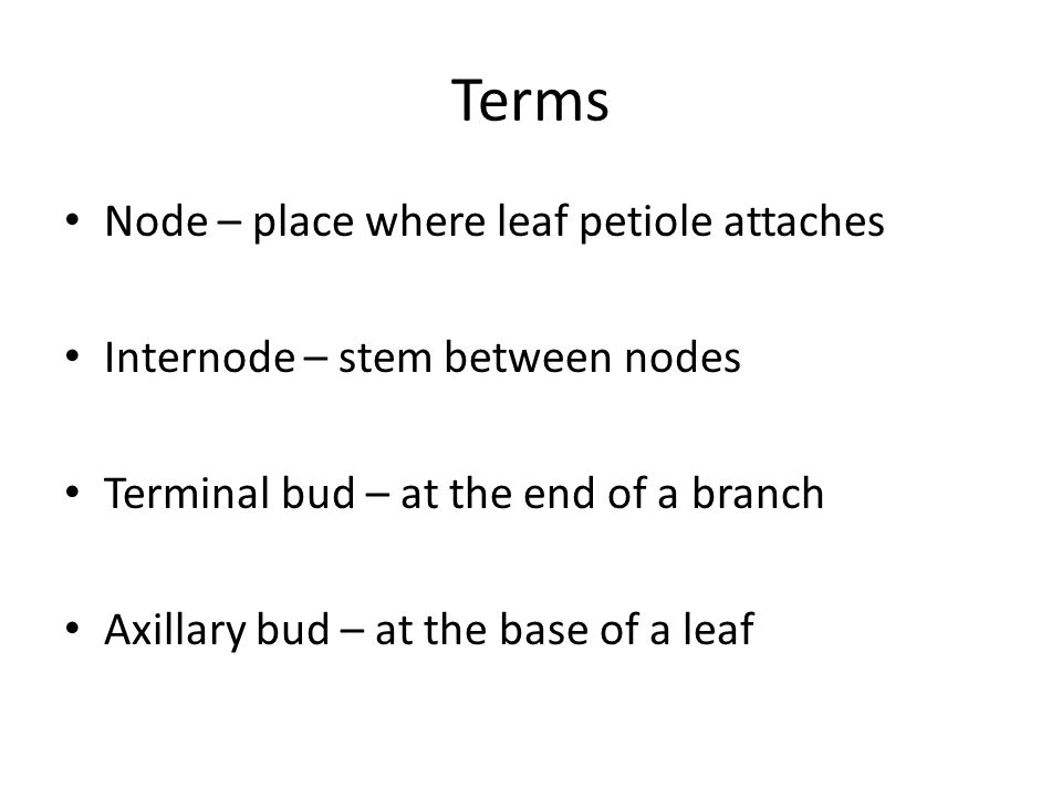 Terms Node – place where leaf petiole attaches Internode – stem between nodes Terminal bud – at the end of a branch Axillary bud – at the base of a leaf