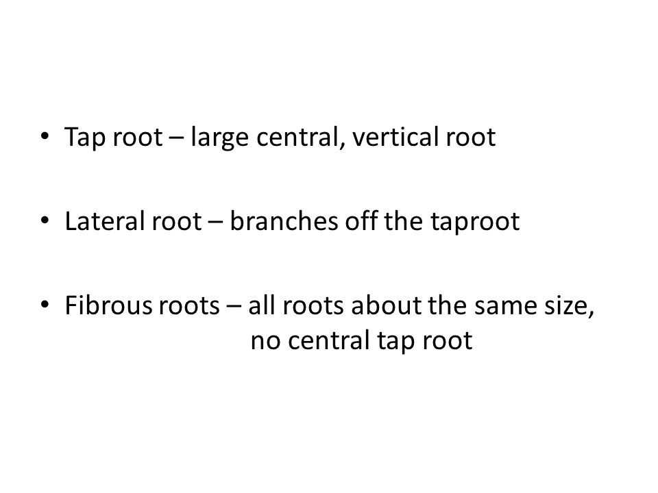 Tap root – large central, vertical root Lateral root – branches off the taproot Fibrous roots – all roots about the same size, no central tap root