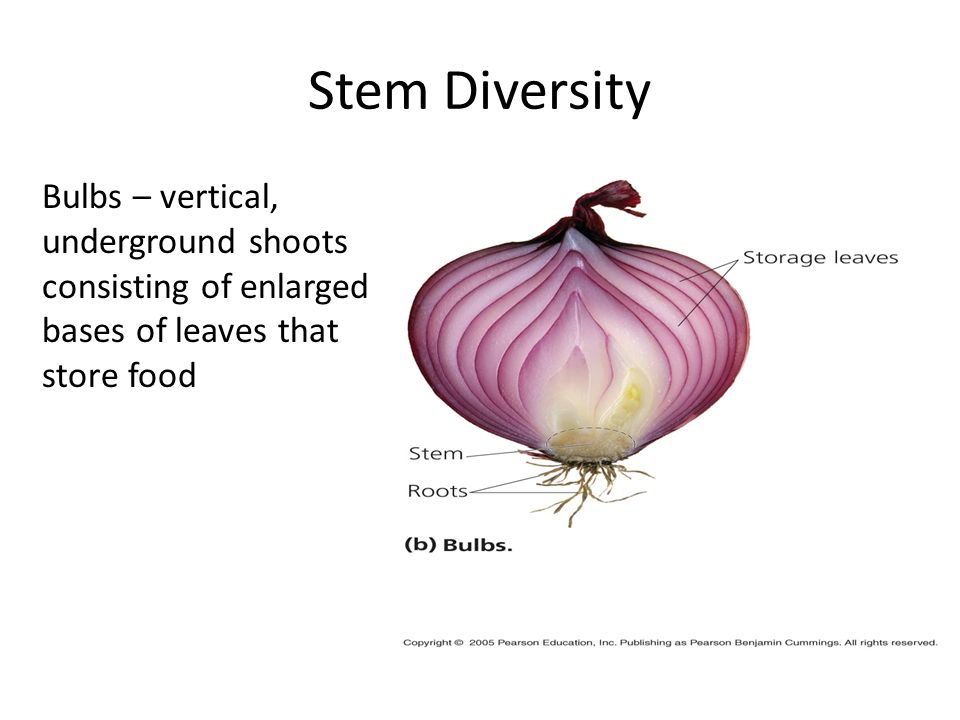 Stem Diversity Bulbs – vertical, underground shoots consisting of enlarged bases of leaves that store food